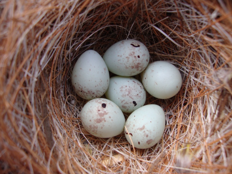 Photos des œufs de nos oiseaux d'élevage 6_oeuf10