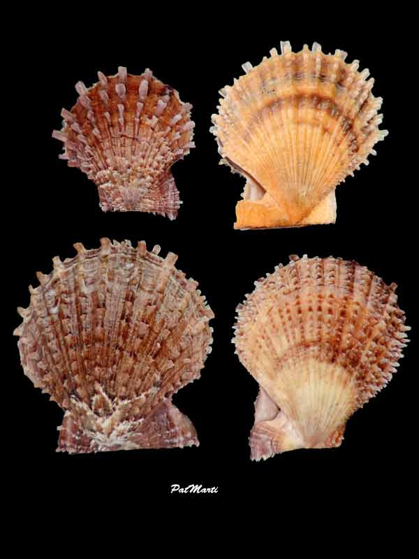 Scaeochlamys livida - Scaeochlamys livida (Lamarck, 1819)  Azumap10