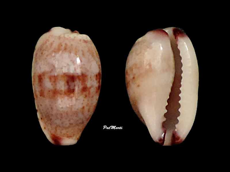 Purpuradusta fimbriata durbanensis (F. A. Schilder & M. Schilder, 1938)  voir Purpuradusta fimbriata fimbriata Cyp-fi10