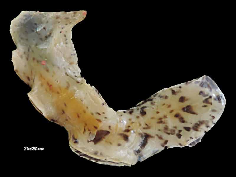 Malleidae : Malleus anatinus - (Gmelin, 1791) Malleu10