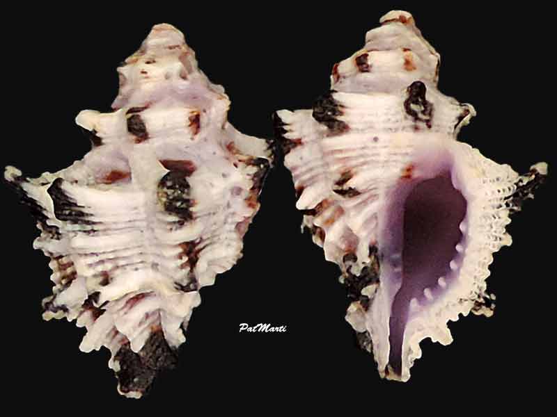 Muricidae Ergalataxinae Murichorda fiscellum (Gmelin, 1791) - Page 2 Murico10