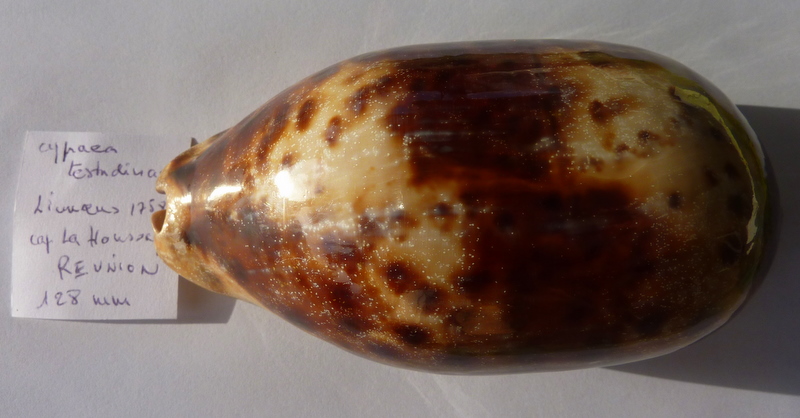 Chelycypraea testudinaria - (Linnaeus, 1758) P1020810