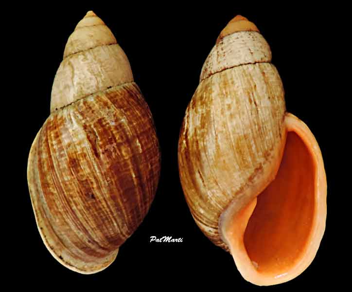 Placostylus fibratus (Martyn, 1789) Placos10