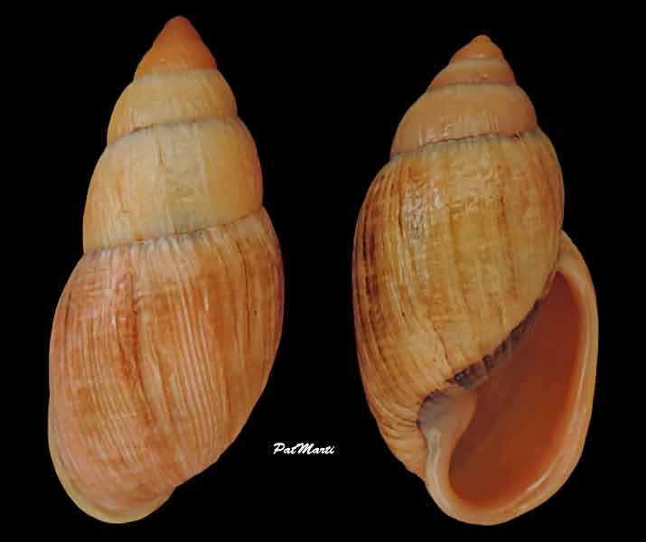 Placostylus fibratus (Martyn, 1789) Placos11