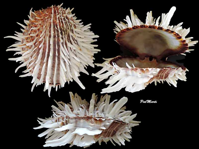 Spondylus albibarbatus Reeve, 1856 voir Spondylus echinatus Schreibers, 1793  Spondy10