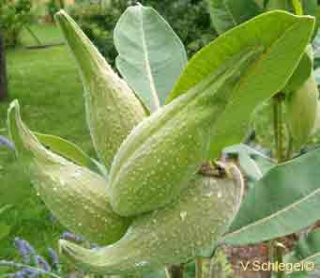la plante ' Péruche' Asclep10