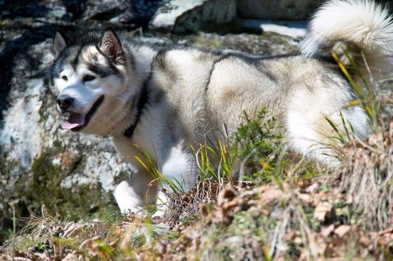 Eros notre Alaskan Malamute - Page 6 Eros_v11