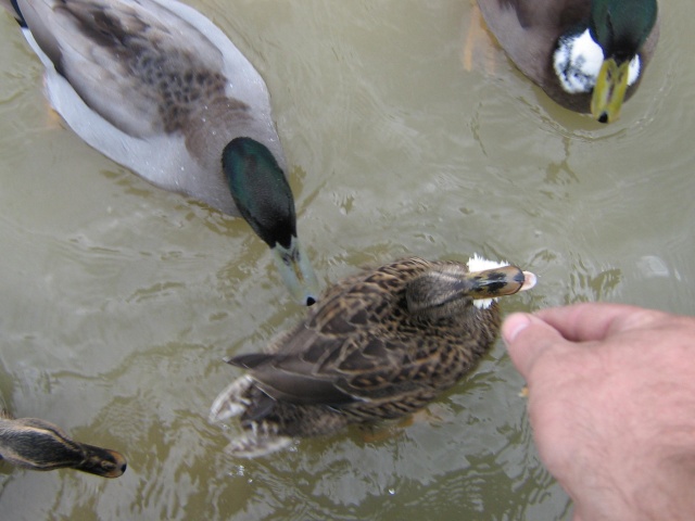 =Civitavaecchia,Italia,-2011,.... Img_1732