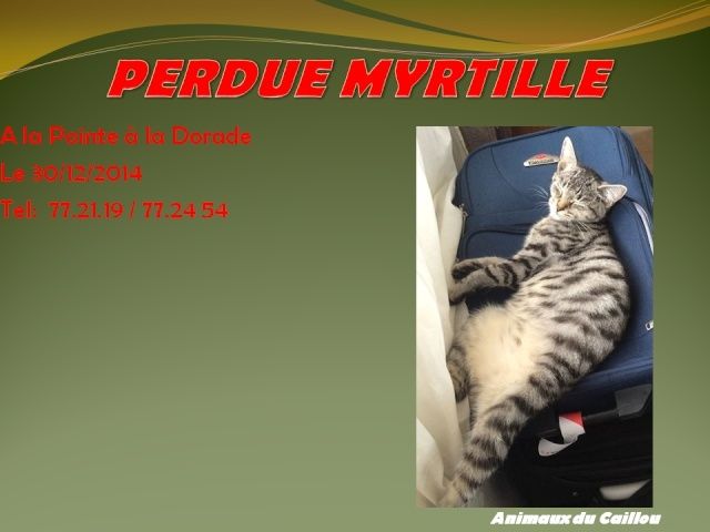 PERDUE MYRTILLE chatte tigrée à la Pointe à la Dorade le 30/12/2014 20141214