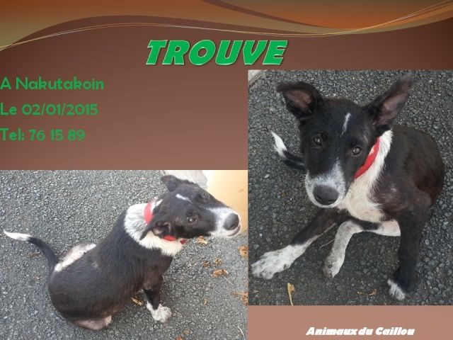 TROUVE jeune chien noir et blanc collier rose à Nakutakoin le 02/01/2015 20150122