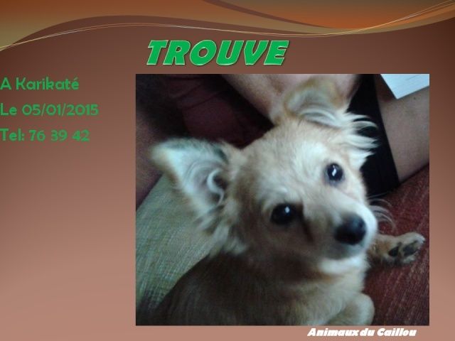 TROUVE petit chien couleur crème à Karikaté le 07/05/2014 20150126
