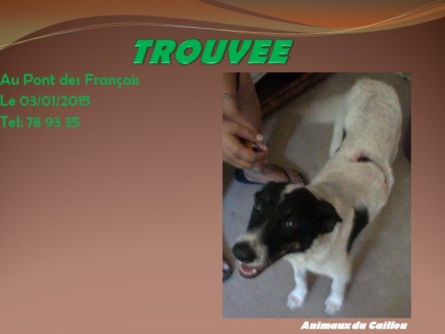 TROUVEE chienne noire et blanche au Pont des Français le 03/01/2015 20150142