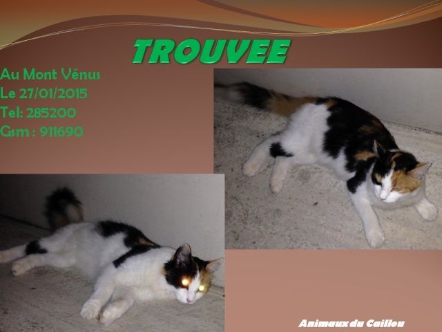 TROUVEE chatte tricolore au Mont Vénus le 27/01/2015 20150188