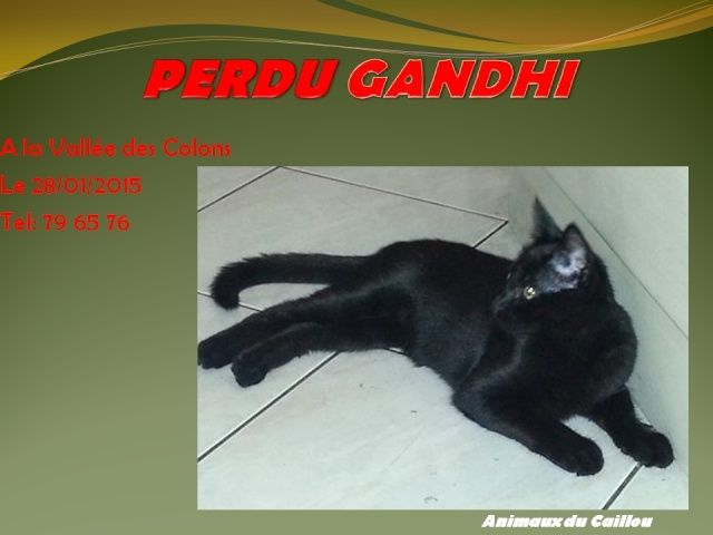 PERDU GANDHI chat noir tatoué à la Vallée des Colons le 28/01/2015 20150194