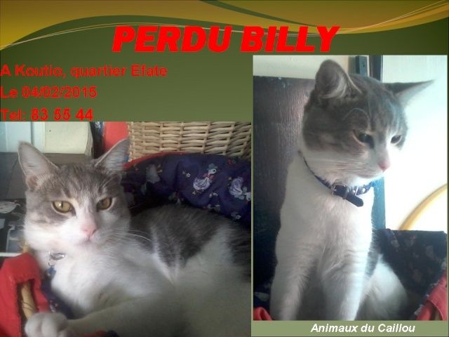 PERDU BILLY chat gris et blanc à Koutio, quartier Efate le 04/02/2015 20150219