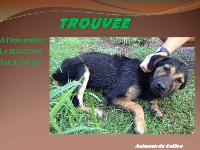 TROUVEE chienne noire et feu à Nakutakoin le 18/02/2015 20150241