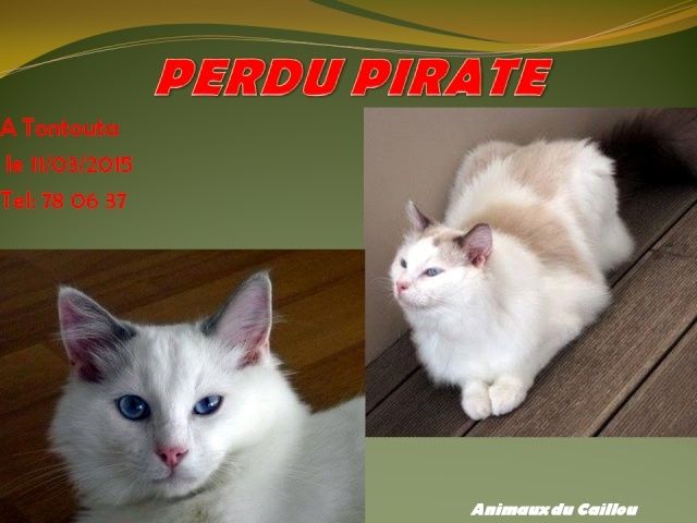 tontouta - PERDU PIRATE chat blanc, queue marron poils longs, tatoué à Tontouta le 11/03/2015 20150329