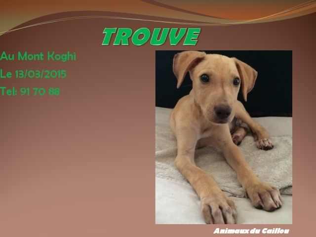 TROUVE chiot couleur fauve au Mont Koghi le 13/03/2015 20150336