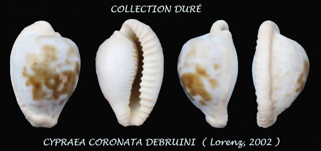 Cypraeovula coronata debruini Lorenz, 2002 Panor100