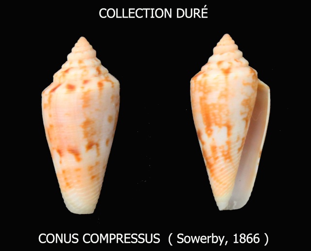 Conus (Floraconus) compressus  Sowerby II, 1866 Panora13