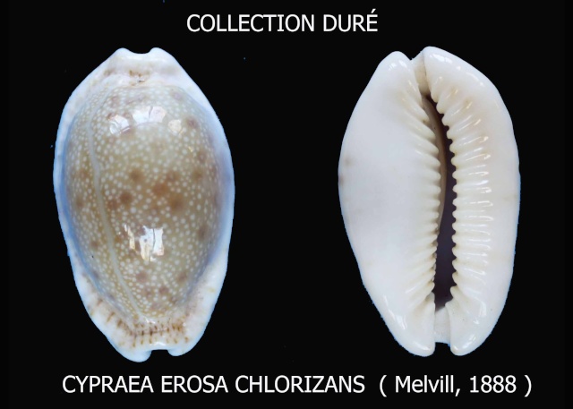 Naria erosa chlorizans (Melvill, 1888) Panora21