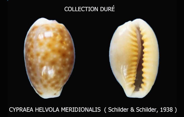 Naria helvola meridionalis - Schilder & Schilder, 1938 voir Naria helvola helvola - (Linnaeus, 1758) Panora23