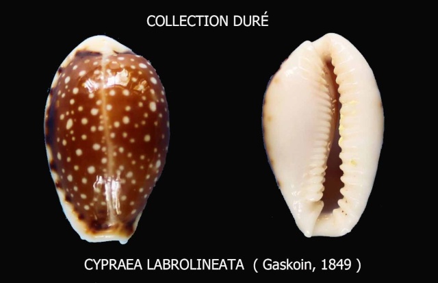 Naria labrolineata (Gaskoin, 1849) Panora25
