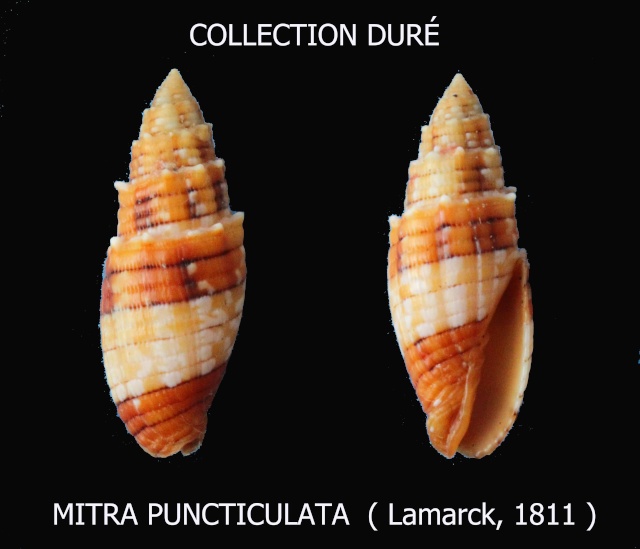 Quasimitra puncticulata (Lamarck, 1811)  Panora28