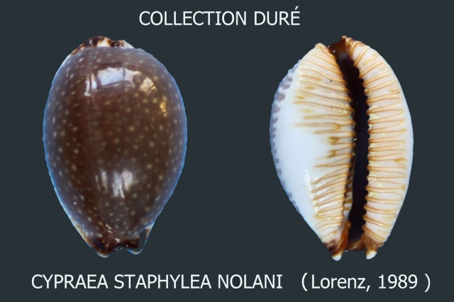 Staphylaea staphylaea nolani - Lorenz, 1989 Panora33