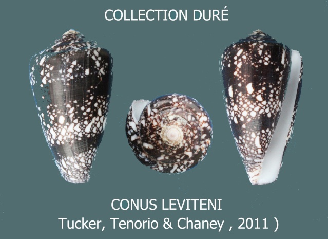 Conus (Darioconus) leviteni   (Tucker, Tenorio & Chaney, 2011) Panora35