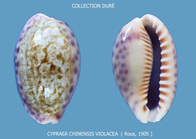 Ovatipsa chinensis violacea - (Rous, 1905) Panora44