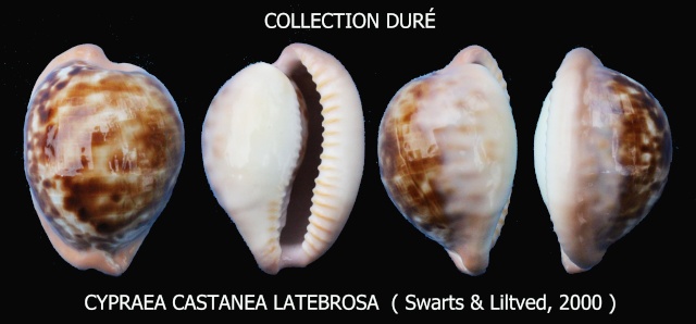 Cypraeovula castanea latebrosa Swarts & Liltved in Liltved, 2000  Panora51
