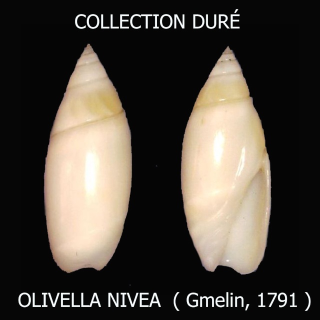Olivella nivea (Gmelin, 1791) Panora57