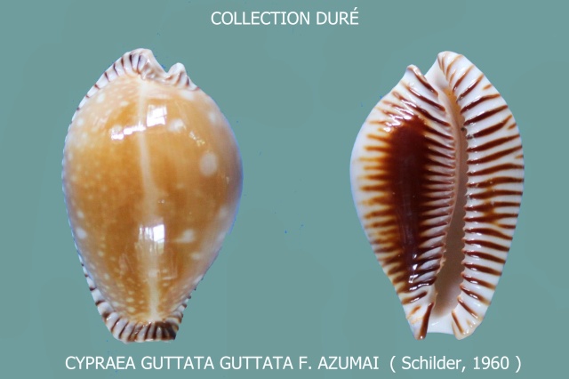 Perisserosa guttata azumai (F. A. Schilder, 1960) Panora65