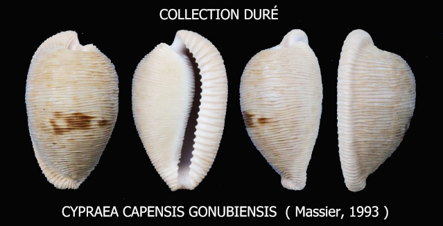 Cypraeovula capensis gonubiensis Massier, 1993 Panora87