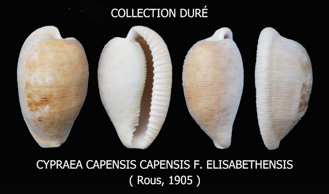Cypraeovula capensis f. elizabethensis (Rous, 1905) Panora88