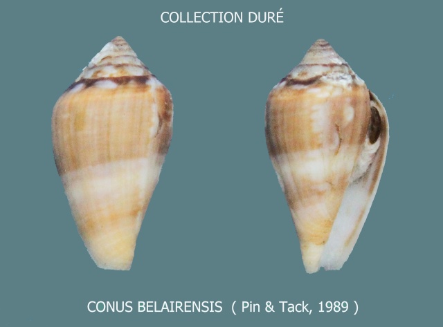 Conus (Lautoconus) belairensis   Pin & Leung Tack in Pin , 1989 Panora98