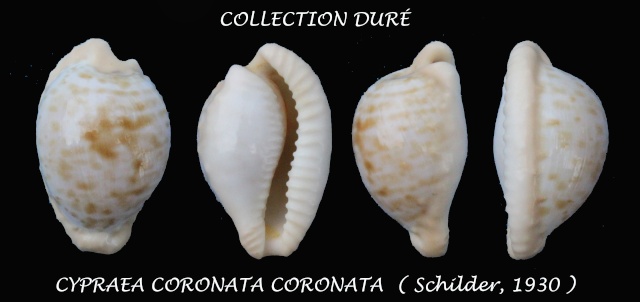 Cypraeovula coronata (Schilder, 1930) Panora99