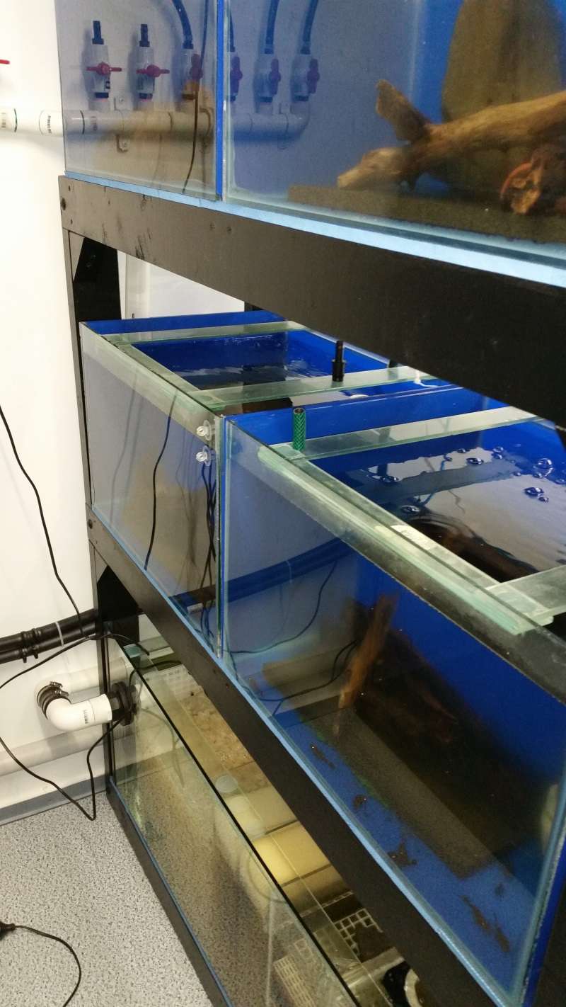 Fishroom MK III 1010