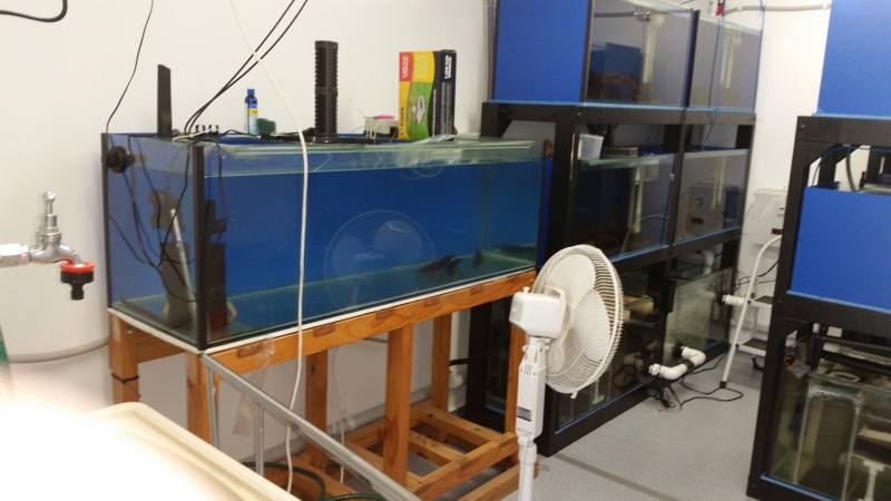 Fishroom MK III 710