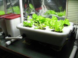 My 'trip' through hydroponic stores Hydro-14