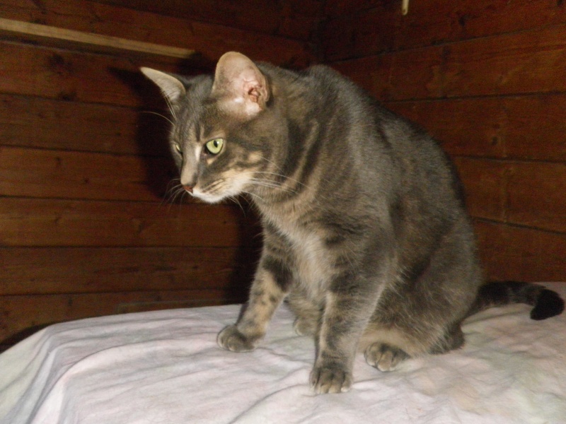 Ewook mâle tigré gris, né en août 2009 (59) "vagabond" Imgp1643