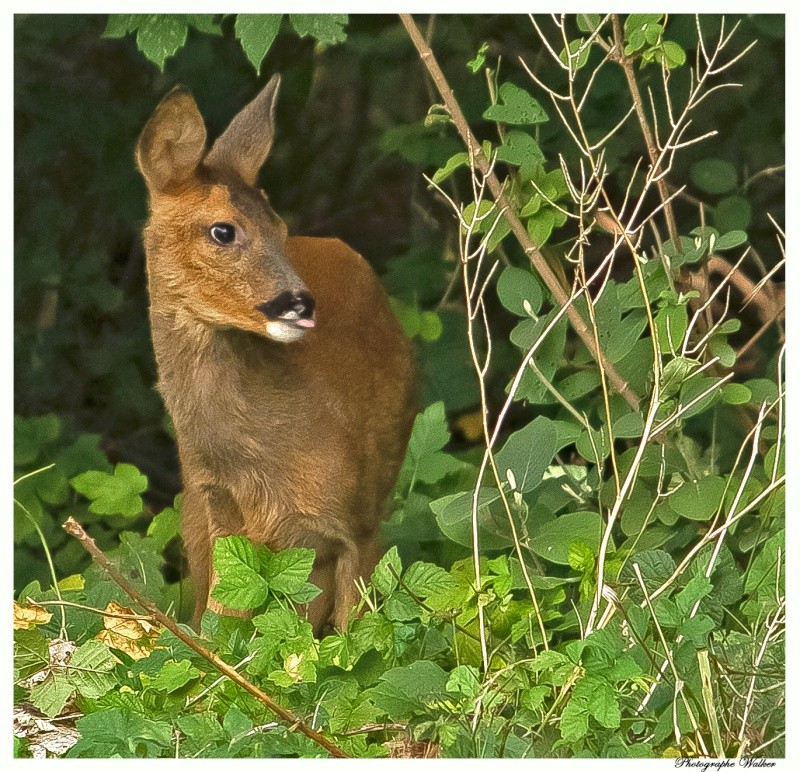 Biche au ma biche... - Page 2 _mg_3612