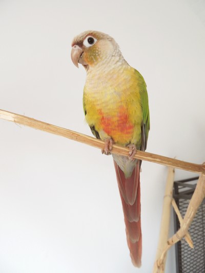 Couple conures à joues vertes (pyrrhura molinae) Hjik10