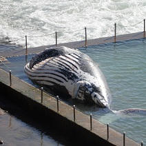 [News] : Une Baleine à Bosse retrouvée dans une piscine Balein10