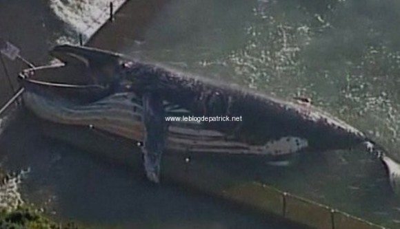[News] : Une Baleine à Bosse retrouvée dans une piscine Balein11