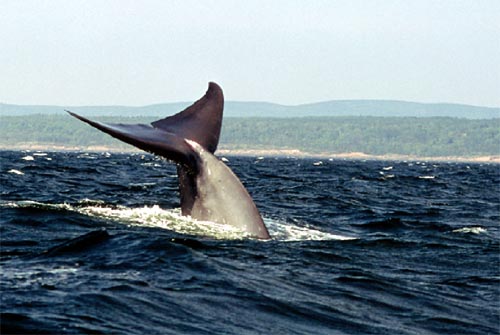 [News]  : Pouponnière de Baleine dans la voie Maritime ? Balein12