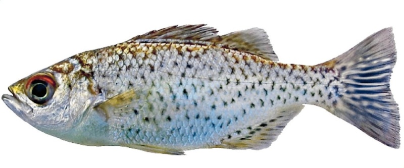 {Fiche/Espèce} : Kuhlia Sauvagii (Nouvelle espèce de poisson-plat) Poisso13