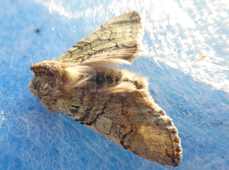 Achlya flavicornis, Alsophila aescularia, Phigalia pilosaria; Achlya10