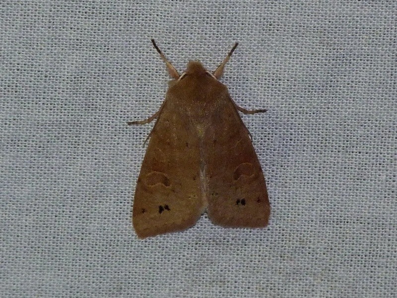 Apocheima hispidaria, Chesias rufata, Orthosia munda & Nycteola revayana; Orthos10